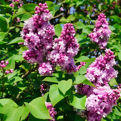 Fototapeta premium Purple lilac flowers spring blossom background.