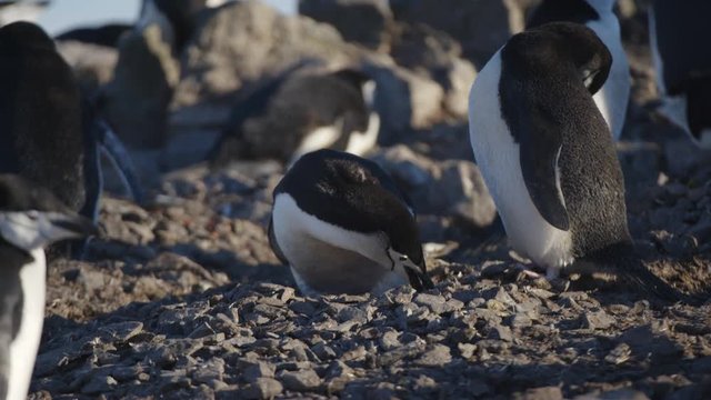 Pinguin spielt mit Stein