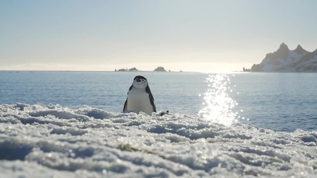 Pinguin putzt sich in Sonnenuntergang