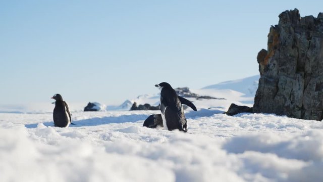 Z&uuml;gelpinguin l&auml;uft durch Eis