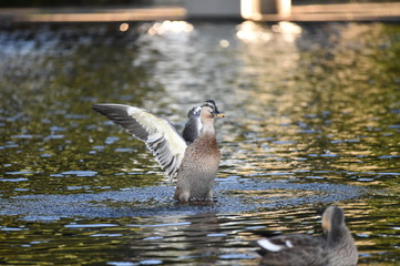 鴨水遊び