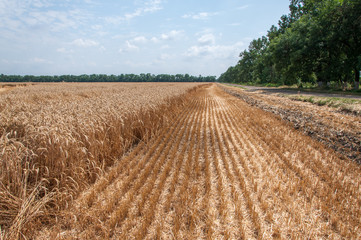 Sloping field. Harvest. The beginning of the harvest.