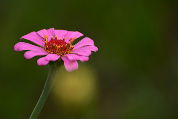 Obraz premium Flowers from Lalbagh, Bangalore