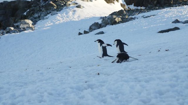 Gruppe Pinguine l&auml;uft auf Eis