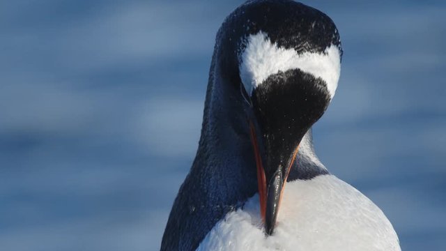 Eselspinguin putzt sich am Strand