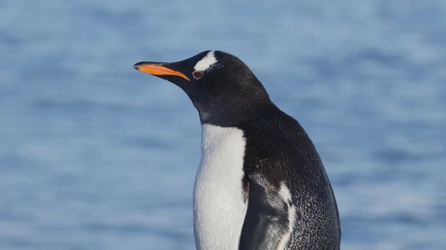 Eselspinguin am Strand