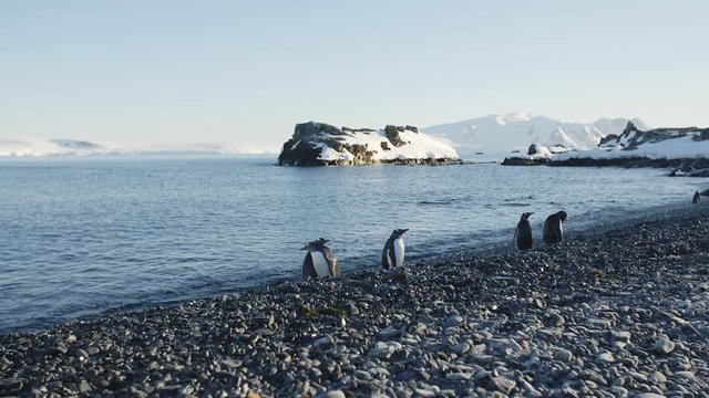 Pinguine an der K&uuml;ste der Antarktis