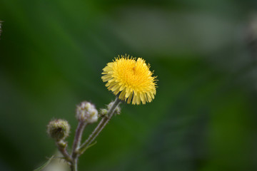 Flowers from Lalbagh, Bangalore