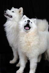 Obraz premium two fluffy Samoyed dogs / two Samoyed dog in a black background; the Samoyed is a breed of large herding dog, from the spitz group, with a thick, white, double-layer coat.
