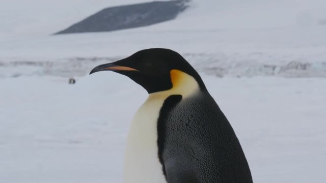 Kaiserpinguin l&auml;uft durch Antarktis