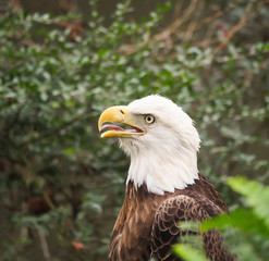 American Bald Eagle in Bush Head Portrait