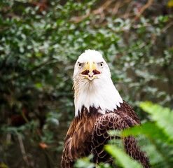 American Bald Eagle in Bush Head Portrait