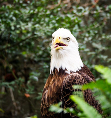 American Bald Eagle in Bush Head Portrait
