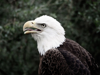 American Bald Eagle in Bush Head Portrait