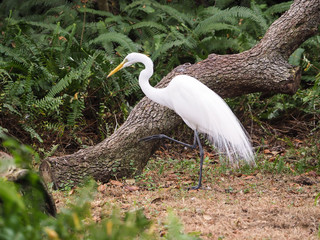 Large White Heron Stalking in Woods