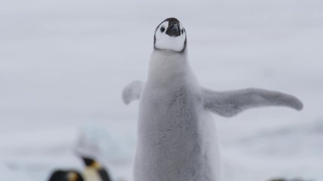 Babypinguin schl&auml;gt mit Fl&uuml;geln