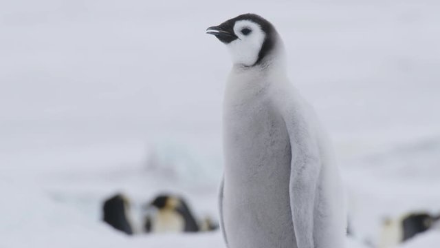Pinguinbaby ruft