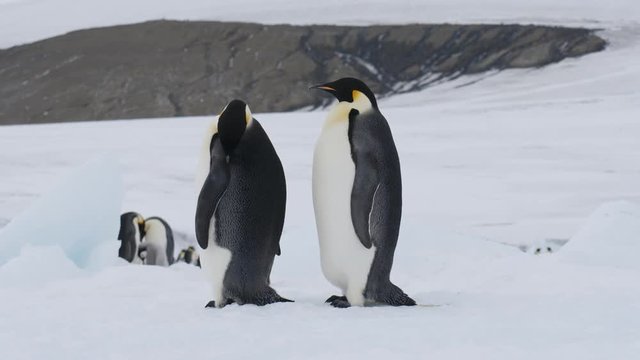 Kaiserpinguin P&auml;rchen