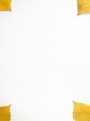 Birch yellow leaves on the edges of the photo for text or drawing.