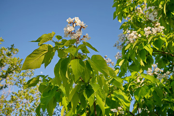 Белая гроздь