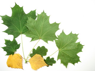 Birch yellow leaves. Maple green leaves in autumn on white background. Can be used to apply words.
