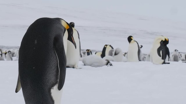 Kaiserpinguin läuft in der Antarktis