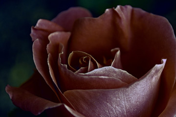 A Single Rose