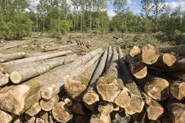 Travaux forestiers, abatage d'arbres. 