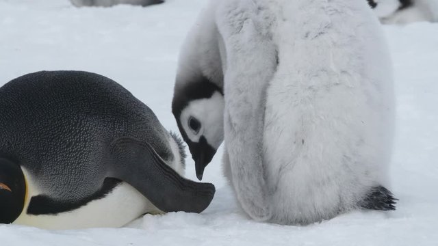 Baby Kaiserpinguin mit Mutter