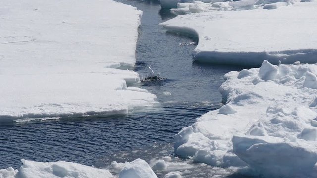 Kaiserpinguin springt ins Wasse
