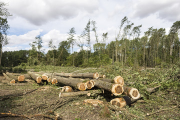 Travaux forestiers, abatage d'arbres. 