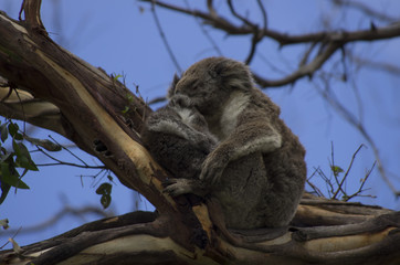 Mère et son bébé koala sauvage sur la Great Ocean Road, Australie