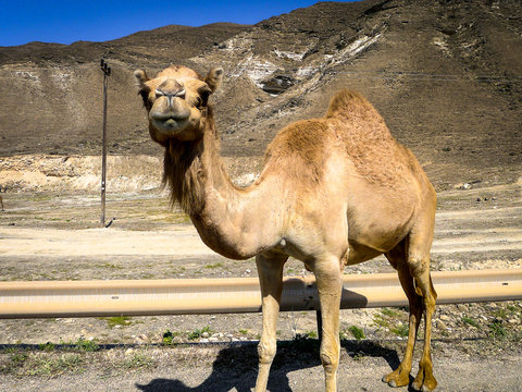 Wild camels stand by the side of the road in southern Oman's Dhofar region, near Salalah