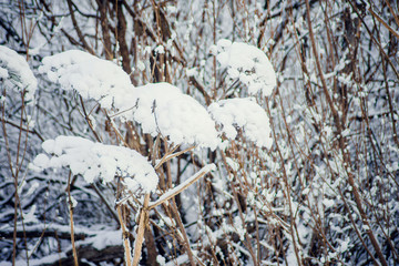Hoarfrost on grass. Frosted grass at cold winter day, natural background.Dry grass covered with fragile hoarfrost in cold winter day