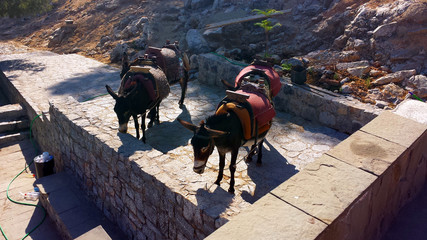 Tired donkeys are waiting for tourists, Lindos, Rhodes, Greece