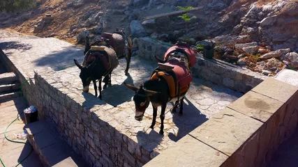 Crédence de cuisine en verre imprimé Âne Tired donkeys are waiting for tourists, Lindos, Rhodes, Greece