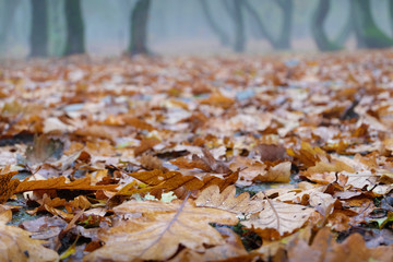 Close Up View of the Amazing Fall