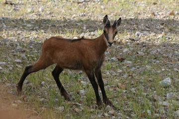 Chamois