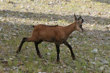 Chamois