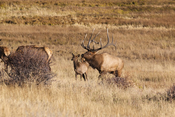 Willdlife in Rocky Mountain National Park