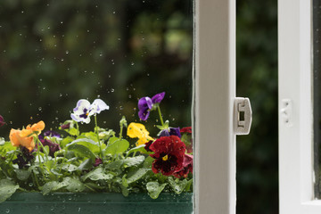 Close-up: white window frame is open. Beautiful flowers of pansy grow in pot on windowsill from outside. There are drops of rain on windowpane. Concept: English garden.