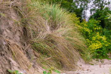 Beach Grass and Sand