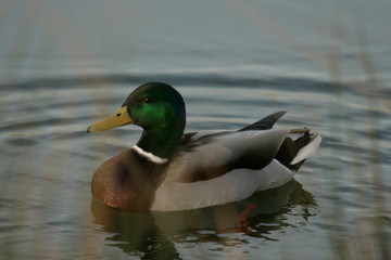 Canard