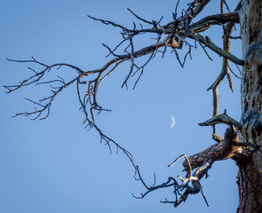 Dead tree branches with moon showing through
