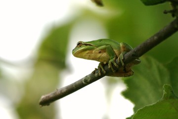 Grenouille