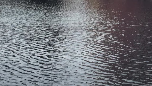 Peaceful water surface in lake with small waves. Landscape reflections on lake. Background footage, low depth of field. Static day stabilized v-log shot