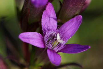 Deutscher Kranzenzian (gentianella germanica)
