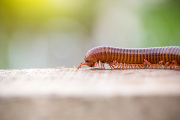 Millipede is moving on wood.Millipede is moving on nature background.