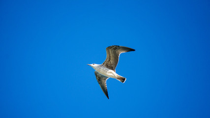 Soaring seagull in the sky