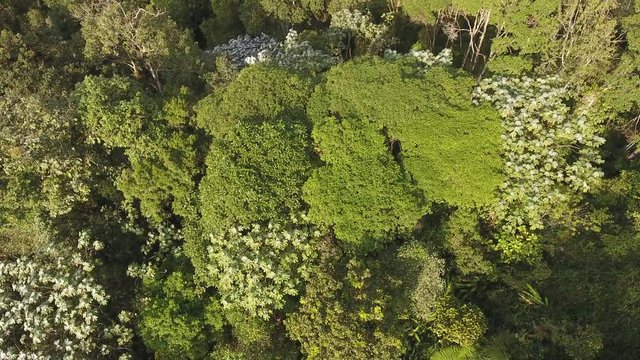 Flying over trees with flat crowns in the canopy of montane rainforest At the Los Cedros Biological Reserve in western Ecuador